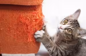 An example cat is playing with a piece of orange fabric.